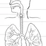 Органы дыхания рисунок