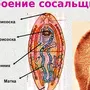 Развитие Печеночного Сосальщика Рисунок