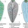 Развитие печеночного сосальщика рисунок