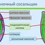 Развитие печеночного сосальщика рисунок