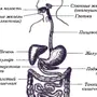 Пищеварительная система рисунок