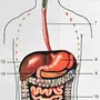 Пищеварительная система рисунок