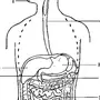 Пищеварительная система рисунок