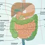 Пищеварительная Система Рисунок