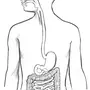 Пищеварительная система рисунок