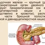 Поджелудочная железа рисунок