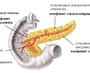 Поджелудочная Железа Рисунок