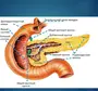 Поджелудочная железа рисунок