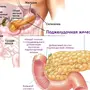 Поджелудочная Железа Рисунок