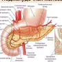 Поджелудочная железа рисунок