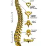 Номера позвонков в позвоночнике человека рисунок