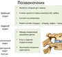 Номера позвонков в позвоночнике человека рисунок
