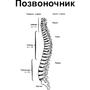 Номера позвонков в позвоночнике человека рисунок