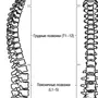 Номера позвонков в позвоночнике человека рисунок
