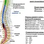 Номера позвонков в позвоночнике человека рисунок