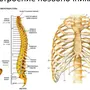 Номера позвонков в позвоночнике человека рисунок