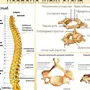 Номера позвонков в позвоночнике человека рисунок