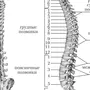 Номера Позвонков В Позвоночнике Человека Рисунок