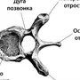 Номера позвонков в позвоночнике человека рисунок