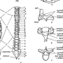 Номера позвонков в позвоночнике человека рисунок