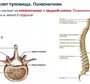 Номера позвонков в позвоночнике человека рисунок