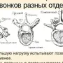 Позвоночник строение рисунок с номерами позвонков