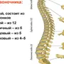 Позвоночник строение рисунок с номерами позвонков