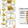 Позвоночник Строение Рисунок С Номерами Позвонков