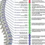 Позвоночник строение рисунок с номерами позвонков