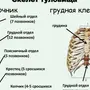 Позвоночник Строение Рисунок С Номерами Позвонков