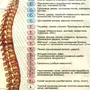 Позвоночник строение рисунок с номерами позвонков
