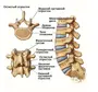 Позвоночник строение рисунок с номерами позвонков