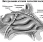 Строение Носа Рисунок