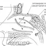 Строение Носа Рисунок