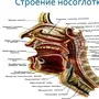 Строение носа рисунок