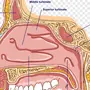 Строение Носа Рисунок