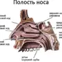 Строение Носа Рисунок