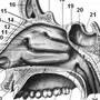 Строение носа рисунок