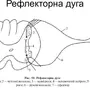 Рефлекторная дуга рисунок