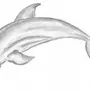 Дельфин Нарисовать