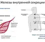 Железы Человека Рисунок