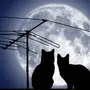 Рисунок кот на луне