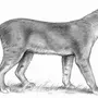 Рисунок млекопитающего