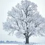 Зимнее Дерево Рисунок