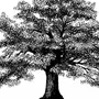 Дерево Черно Белое Рисунок