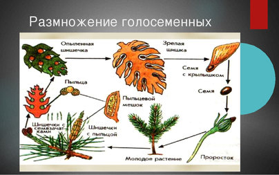 Рисунок голосеменных растений