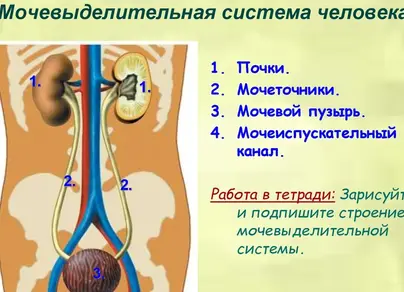 Рисунок мочевыделительной системы
