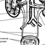 Рисунок Мочевыделительной Системы