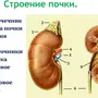 Рисунок Мочевыделительной Системы