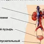 Рисунок мочевыделительной системы